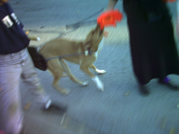 Costum Attack Dog