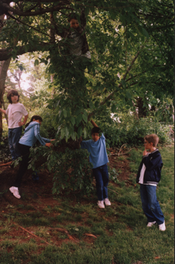 Ralley Round the tree