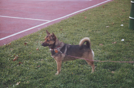 Foxy Standing 