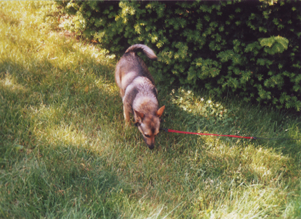Foxy out for a sniff of the lawn