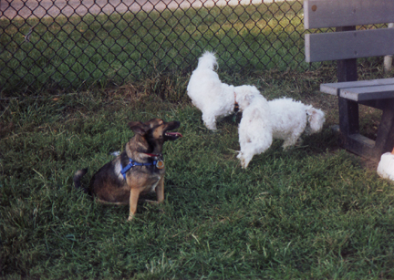 Foxy with her Poodle friends