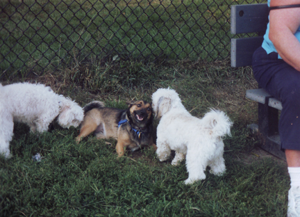 Foxy with her Poodle friends